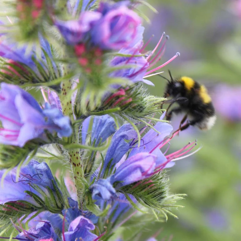 Wildflower Honey Bee Mix Flower Seeds - Image 2