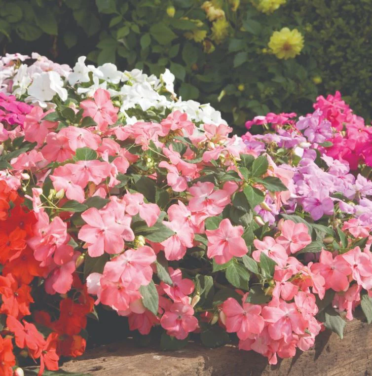 Impatiens 'Super Hybrid Mix' - Seeds