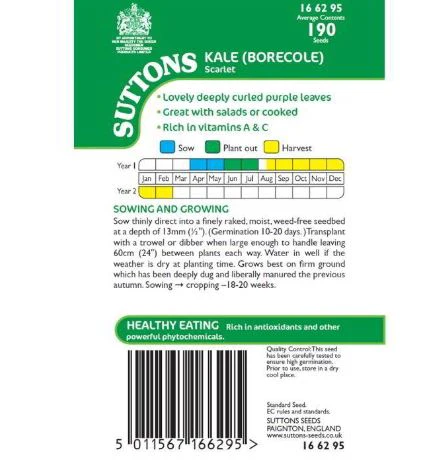 Kale 'Scarlet' - Seeds - Image 2