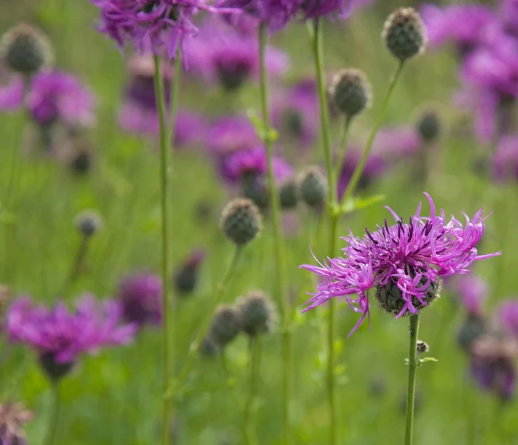 Knapweed Flower Seeds