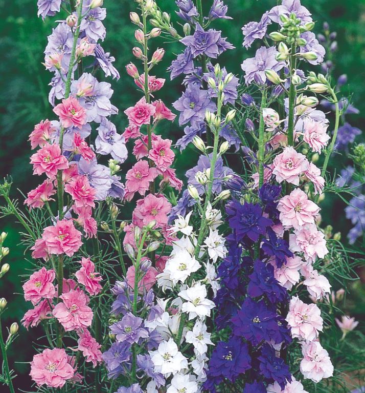 Larkspur 'Little Rocket Mix' - Seeds