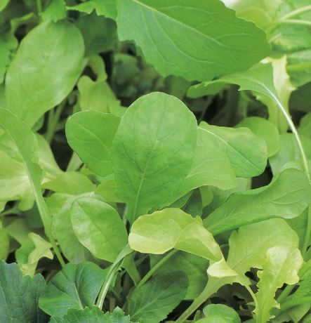 Leaf Salad 'French Mix' - Seeds