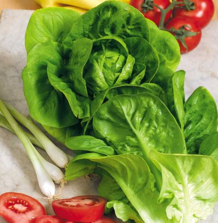 Lettuce 'Little Gem' - Seeds