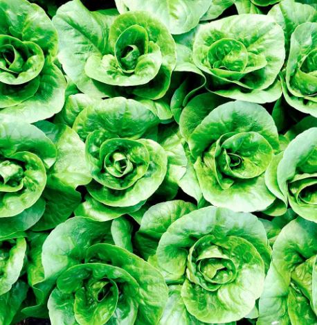 Lettuce 'Little Gem' - Seeds - Image 3