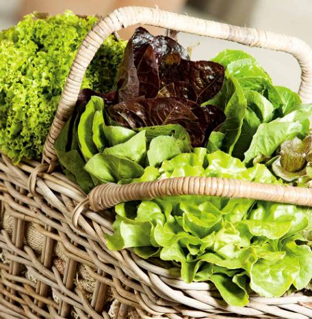 Lettuce 'Mixed Varieties' - Seeds