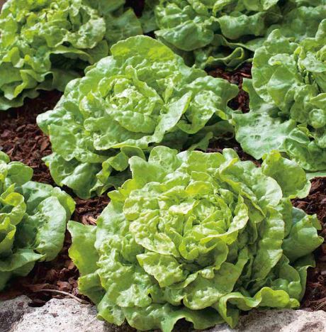 Lettuce 'Tom Thumb' - Seeds