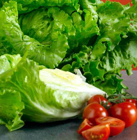 Lettuce 'Webbs Wonderful' - Seeds