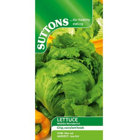 Lettuce 'Webbs Wonderful' - Seeds - Image 2