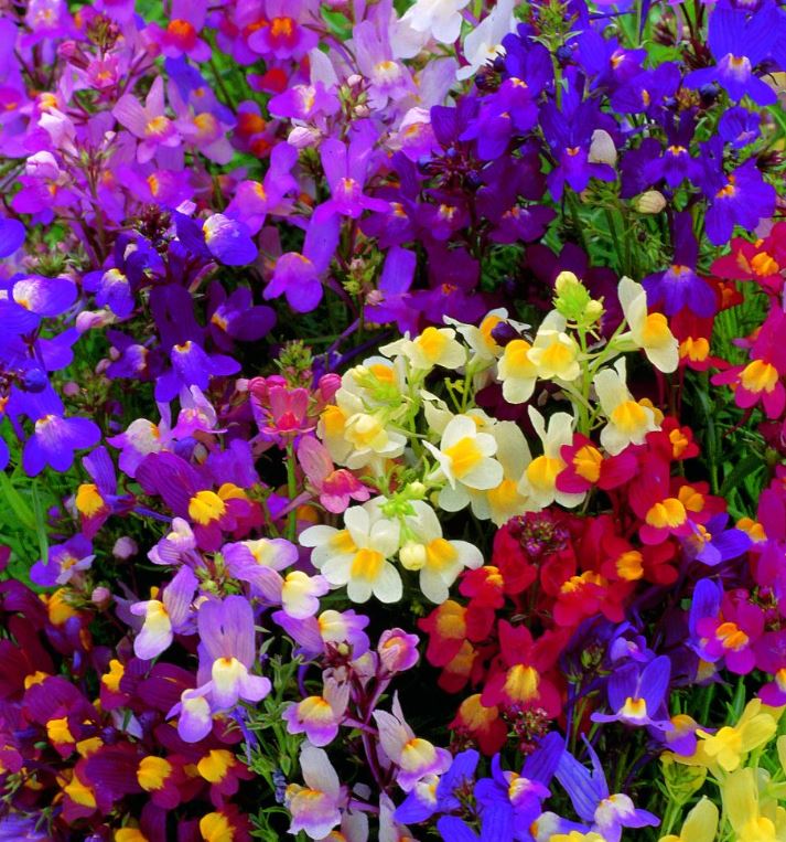 Linaria 'Fairy Bouquet' - Seeds