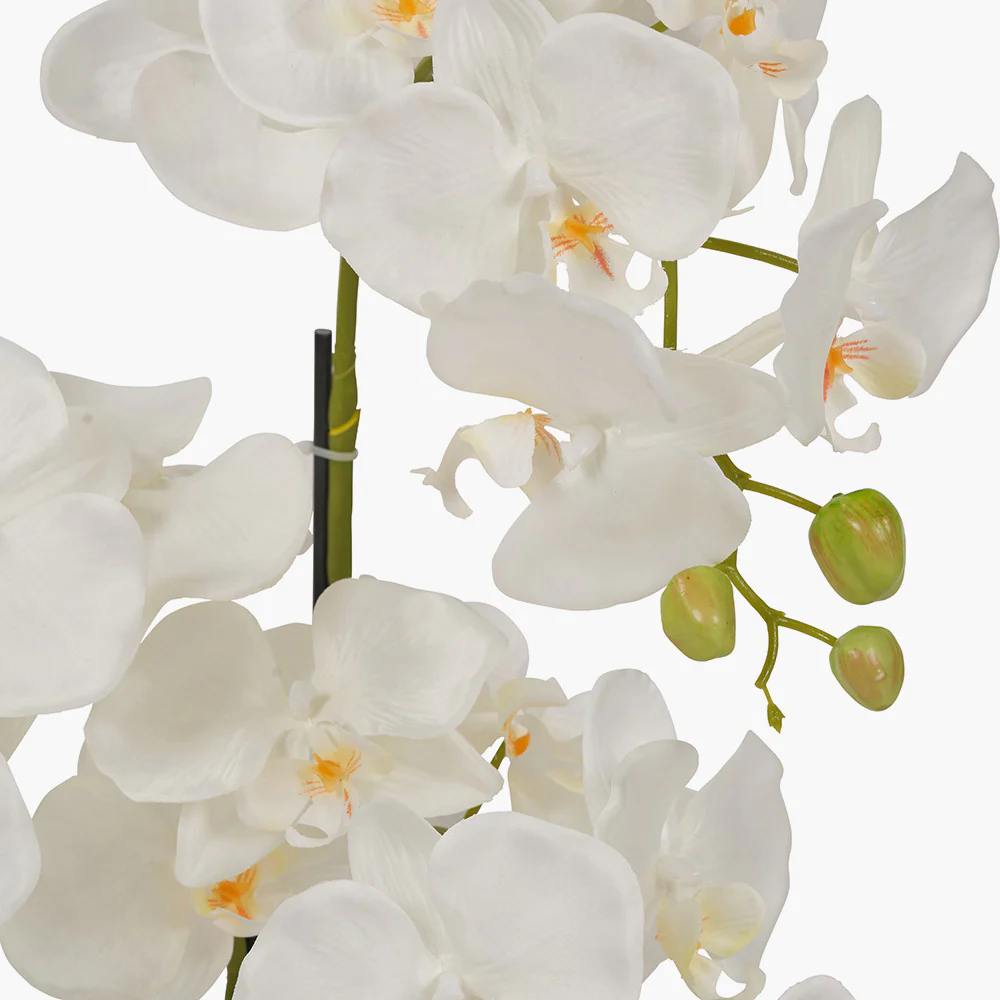Medium White Orchid in Moss Pot - Image 6