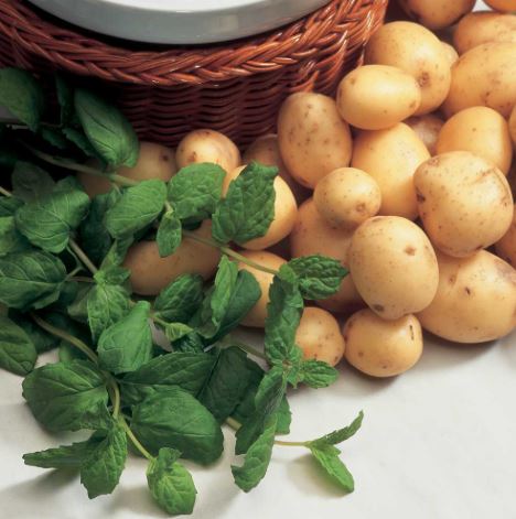 Mint - Herb Seeds - Image 2