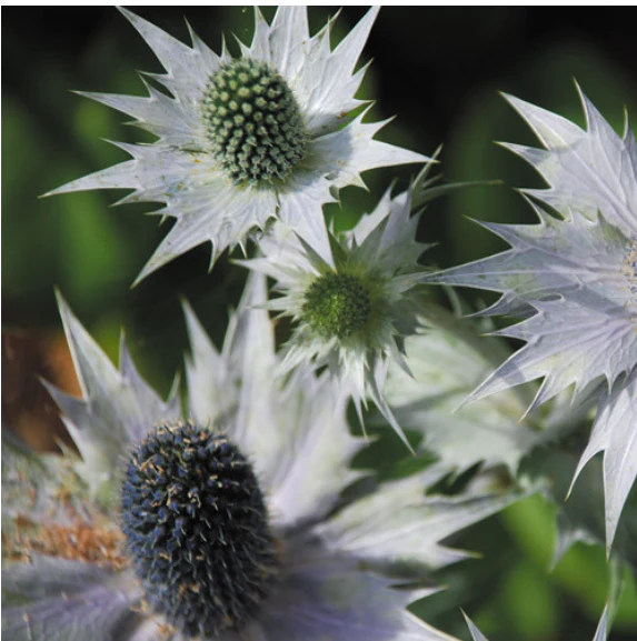 Miss Willmott's Ghost Flower Seeds