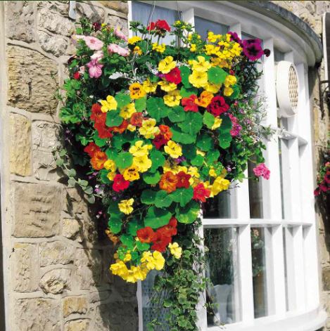 Nasturtium 'Flower Carpet (Dayglow Mix)' - Seeds - Image 3