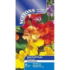 Nasturtium Tropical Mix Flower Seeds - Image 2