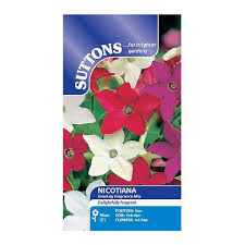 Nicotiana Evening Fragrance Mix Flower Seeds - Image 2