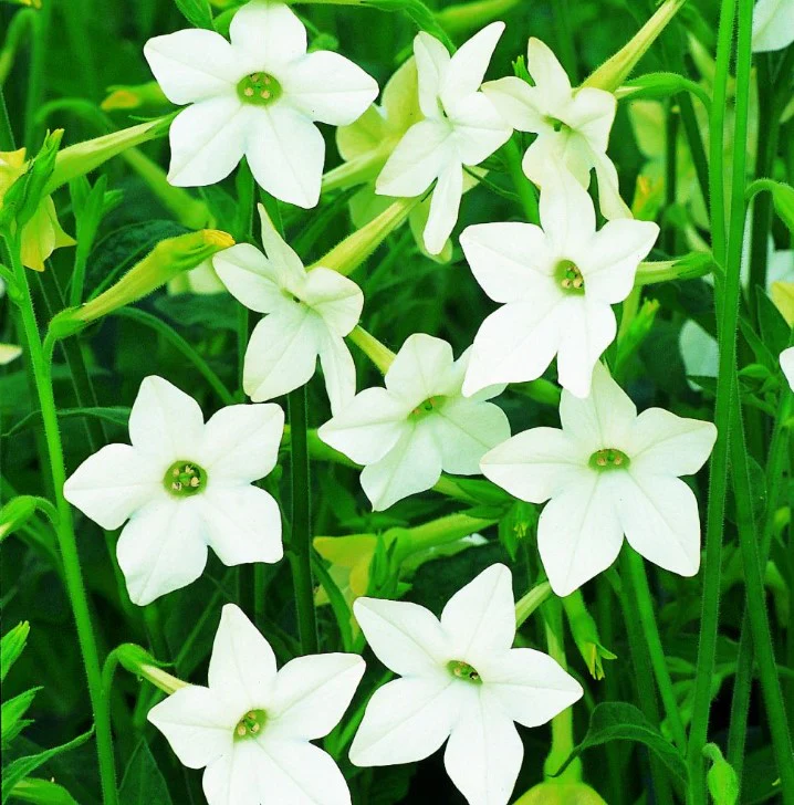 Nicotiana (Tobacco) Flower Seeds - Image 2