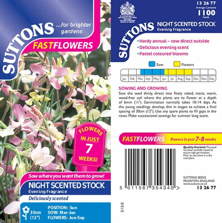 Night Scented Stock Flower Seeds - Image 2