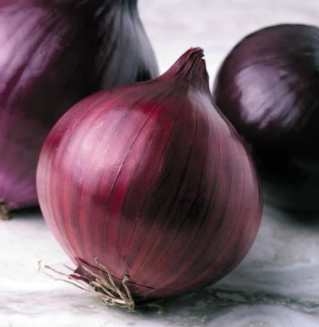 Onion F1 'Kamal' - Seeds - Image 2