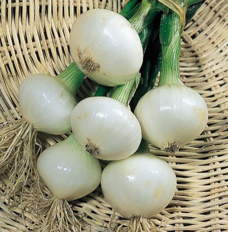Onion 'Paris Silverskin' - Seeds