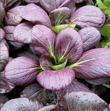Pak Choi F1 'Rubi' - Seeds