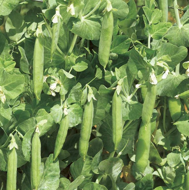 Pea 'Early Onward' - Seeds