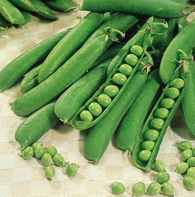 Pea 'Early Onward' - Seeds - Image 2