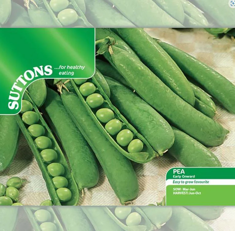 Pea 'Early Onward' - Seeds - Image 3