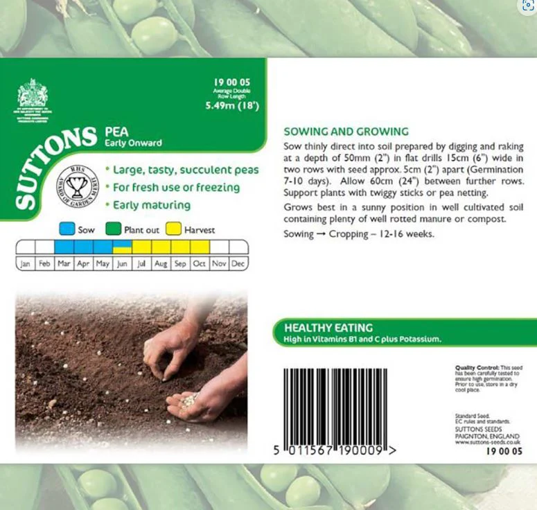 Pea 'Early Onward' - Seeds - Image 4