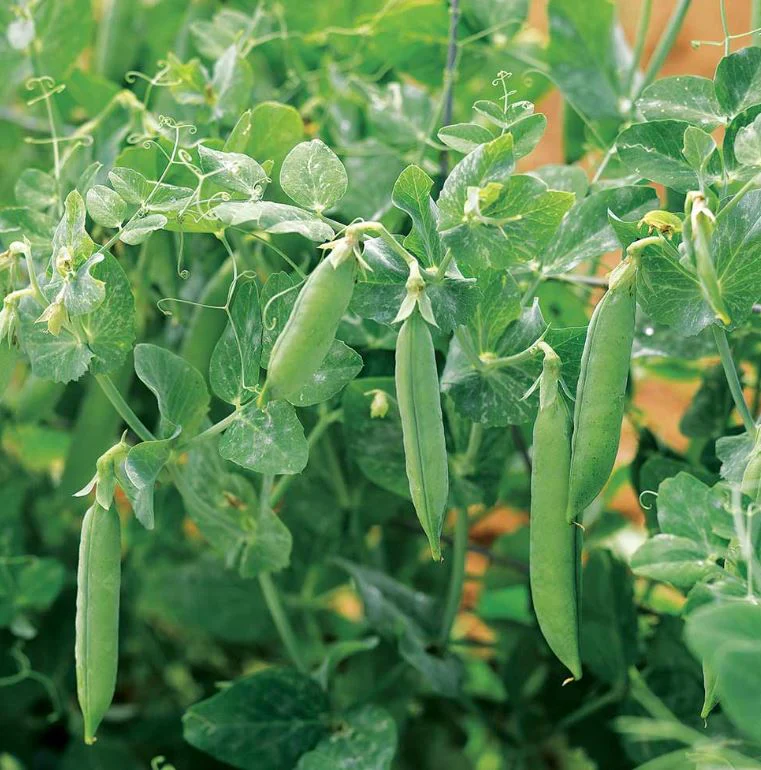 Pea 'Kelvedon Wonder' - Seeds