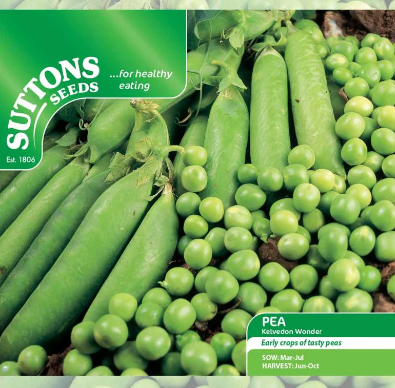 Pea 'Kelvedon Wonder' - Seeds - Image 3