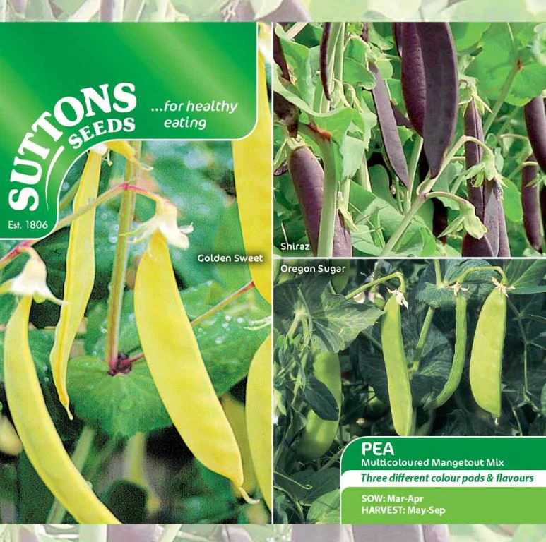 Pea Mangetout 'Multicoloured Mix' - Seeds