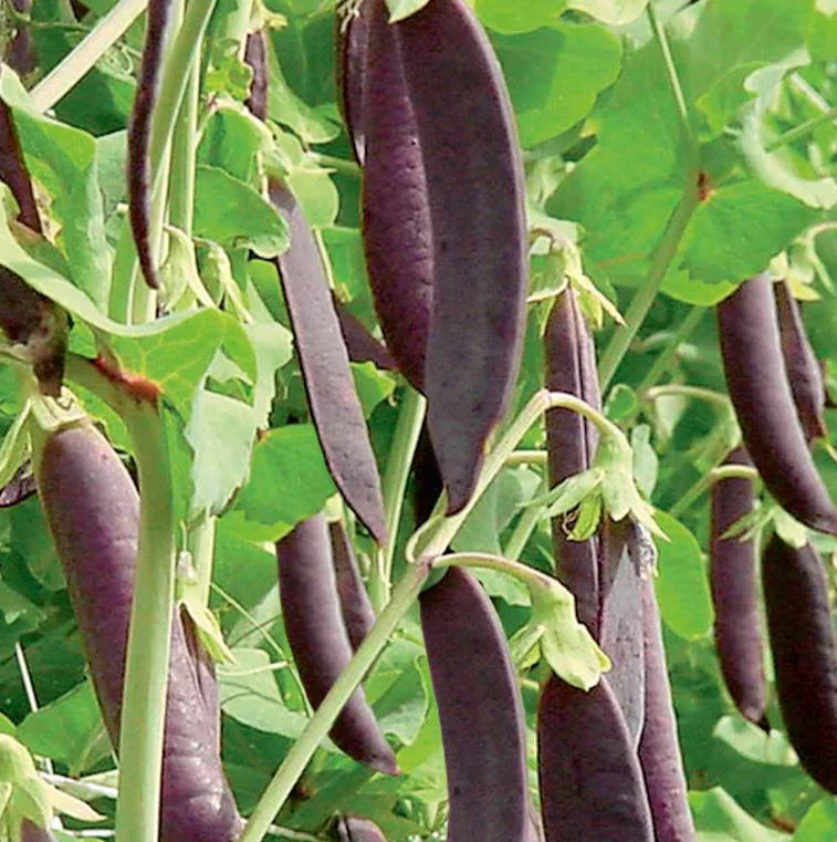 Pea Mangetout 'Multicoloured Mix' - Seeds - Image 4