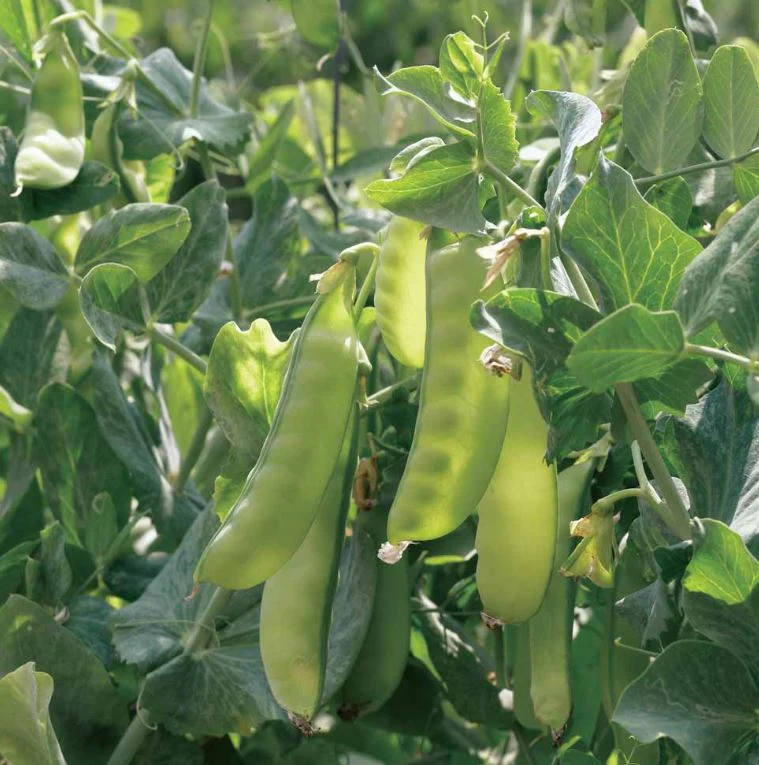 Pea Mangetout 'Multicoloured Mix' - Seeds - Image 5