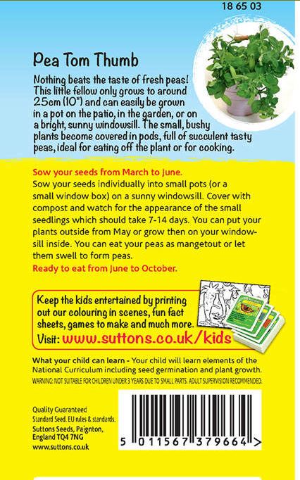 Pea 'Mini Muncher (Tom Thumb)' - Seeds - Image 2