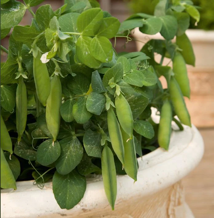 Pea 'Mini Muncher (Tom Thumb)' - Seeds - Image 3