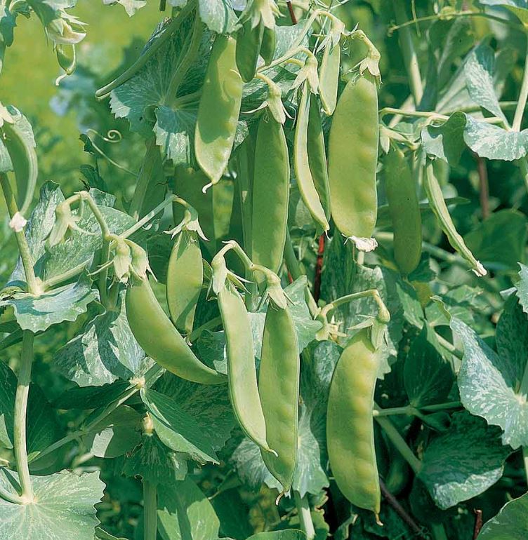 Pea 'Oregon Sugar Pod' - Seeds