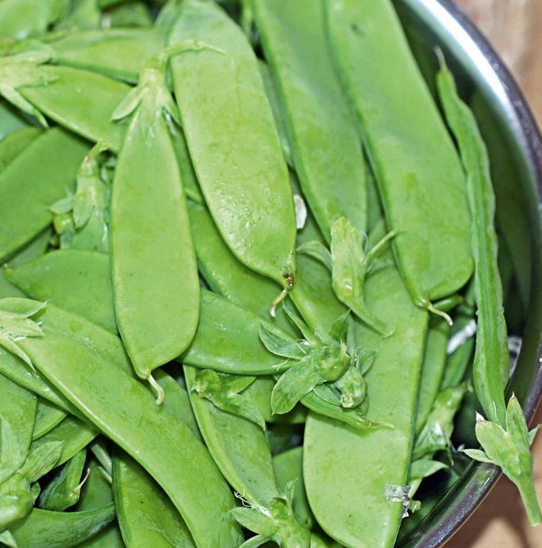 Pea 'Oregon Sugar Pod' - Seeds - Image 2