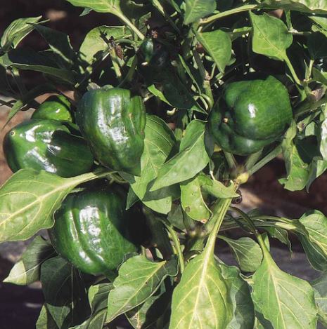 Pepper Sweet 'Californian Wonder' - Seeds - Image 2