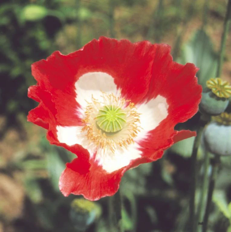 Poppy 'Danish Flag' - Seeds