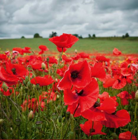 Poppy 'Field Poppy (Rhoeas)' - Seeds