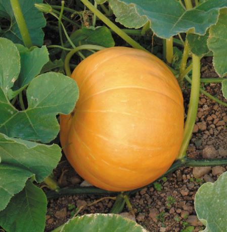 Pumpkin 'Crafty Pumpkin (Hundredweight)' - Seeds - Image 3