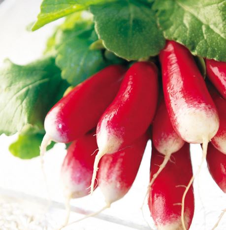 Radish 'French Breakfast 3' - Seeds