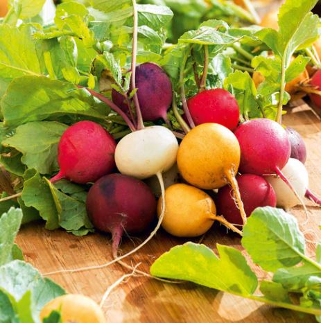 Radish 'Rainbow Mix' - Seeds