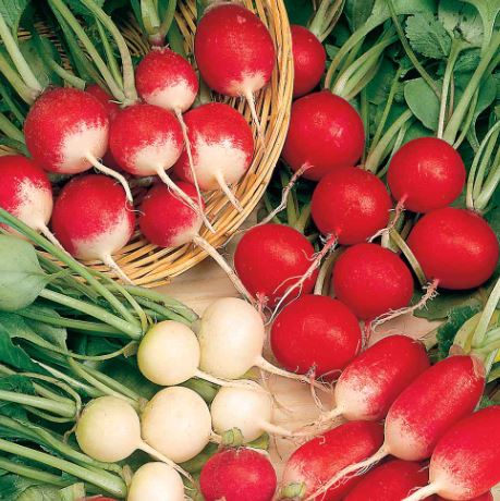 Radish 'Rainbow Mix' - Seeds - Image 2