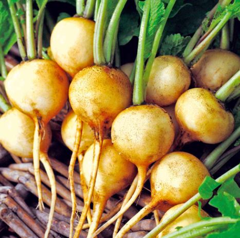 Radish 'Rainbow Mix' - Seeds - Image 3