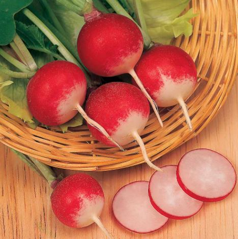 Radish 'Sparkler 3' - Seeds