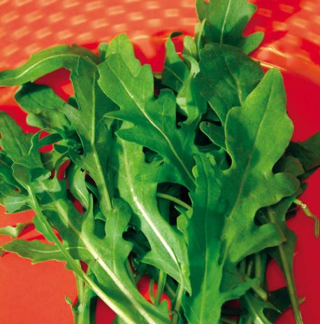Rocket 'Wild' - Seeds - Image 2