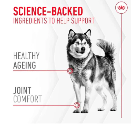 Royal Canin Joint & Ageing Supplement - Image 2