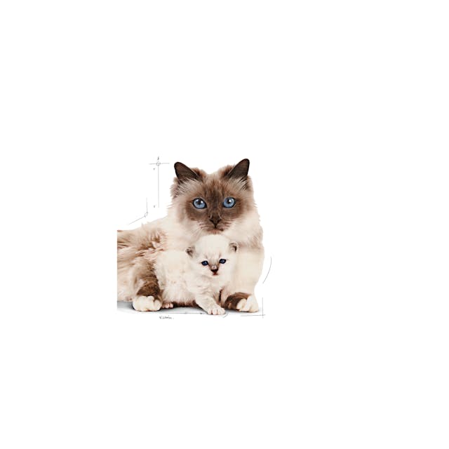 Royal Canin Mother & Babycat - Image 3