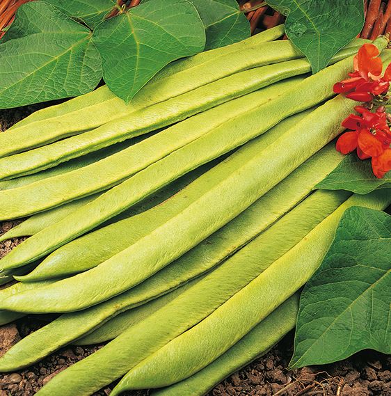 Runner Bean 'Grow A Whopper! (Scarlet Emperor)' - Seeds - Image 4